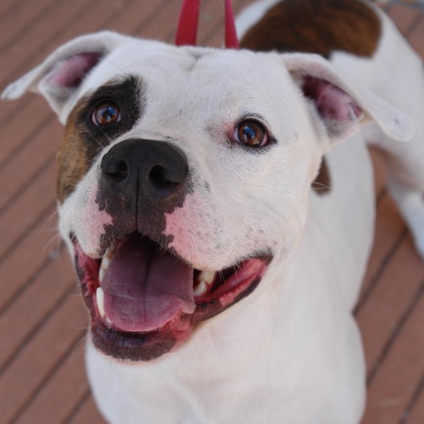 Petey, a Adoptable mixed breed in Bryan, TX image 2/6