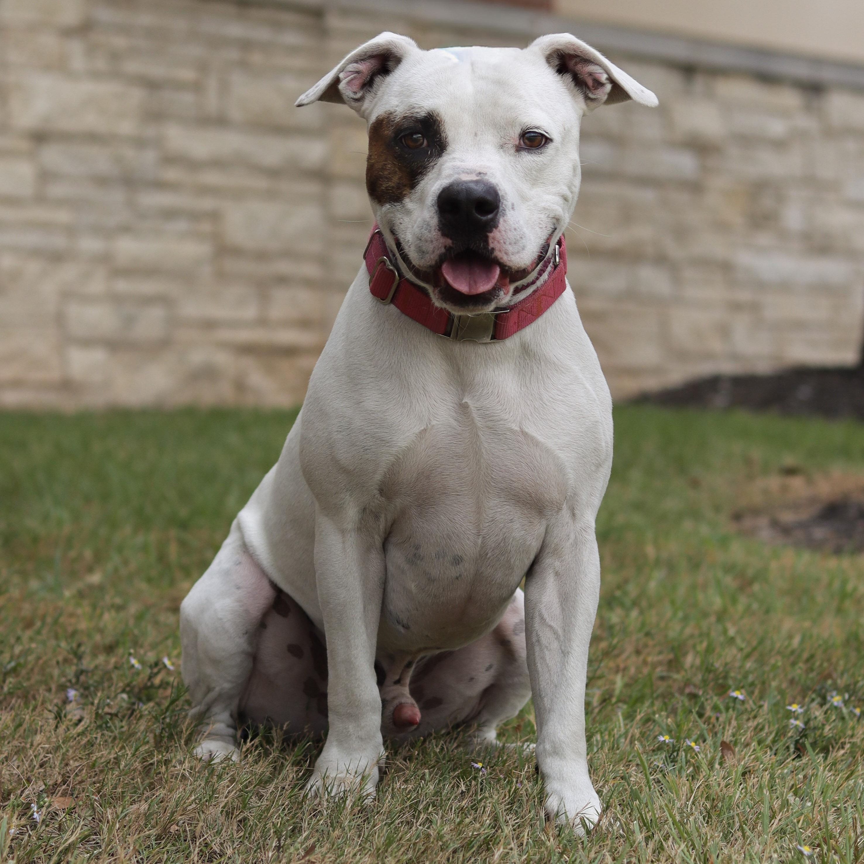 Petey, a Adoptable mixed breed in Bryan, TX image 1/6