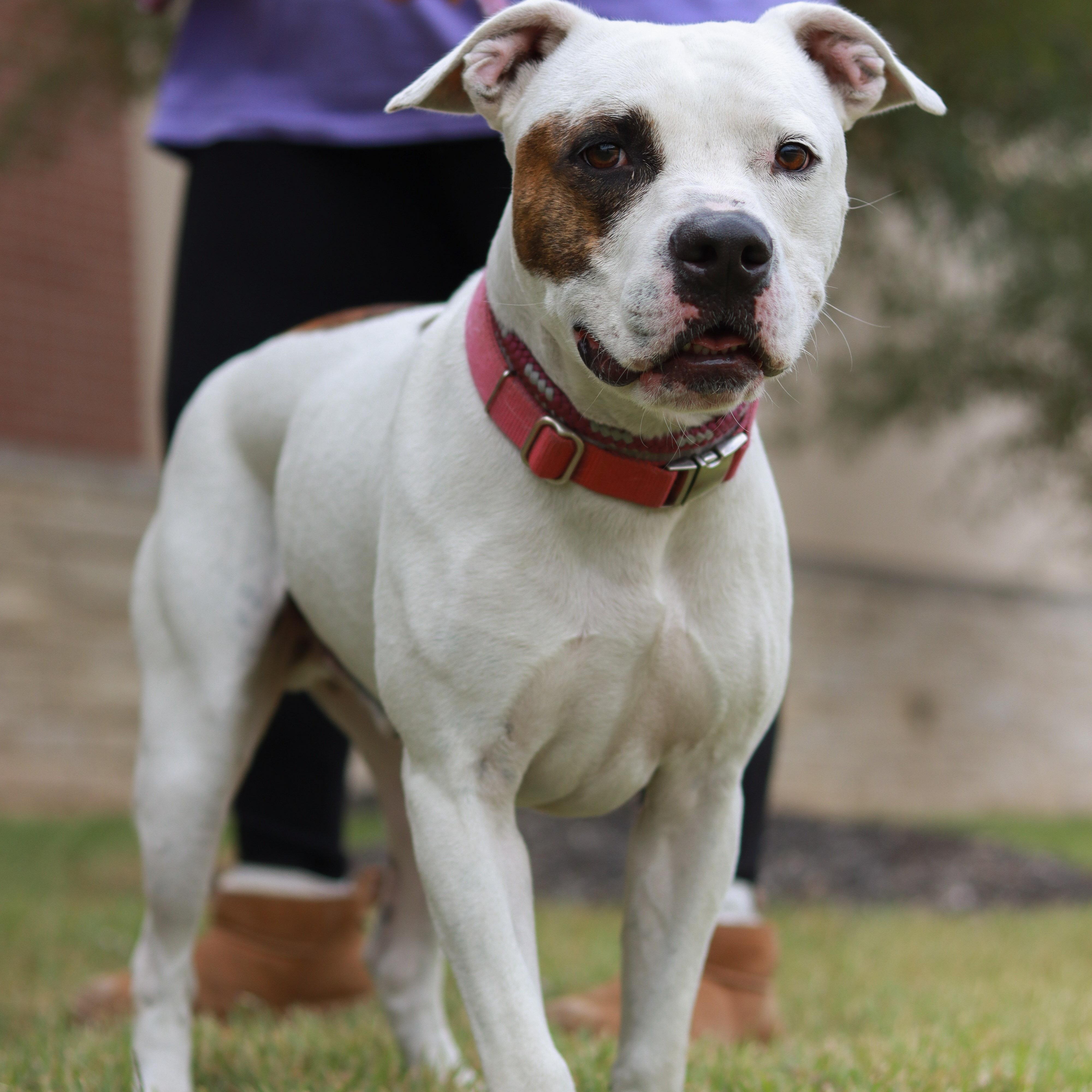 Petey, a Adoptable mixed breed in Bryan, TX image 3/6