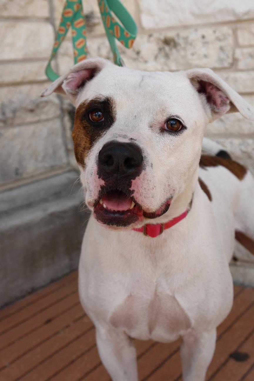 Petey, a Adoptable mixed breed in Bryan, TX image 6/6