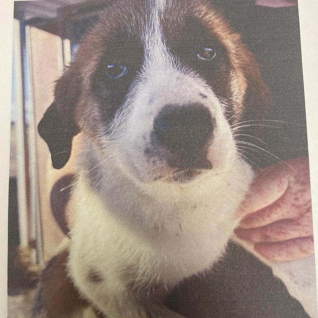 Enlarge Sadie Mae, a Adoptable mixed breed in Spokane, WA image 1/1