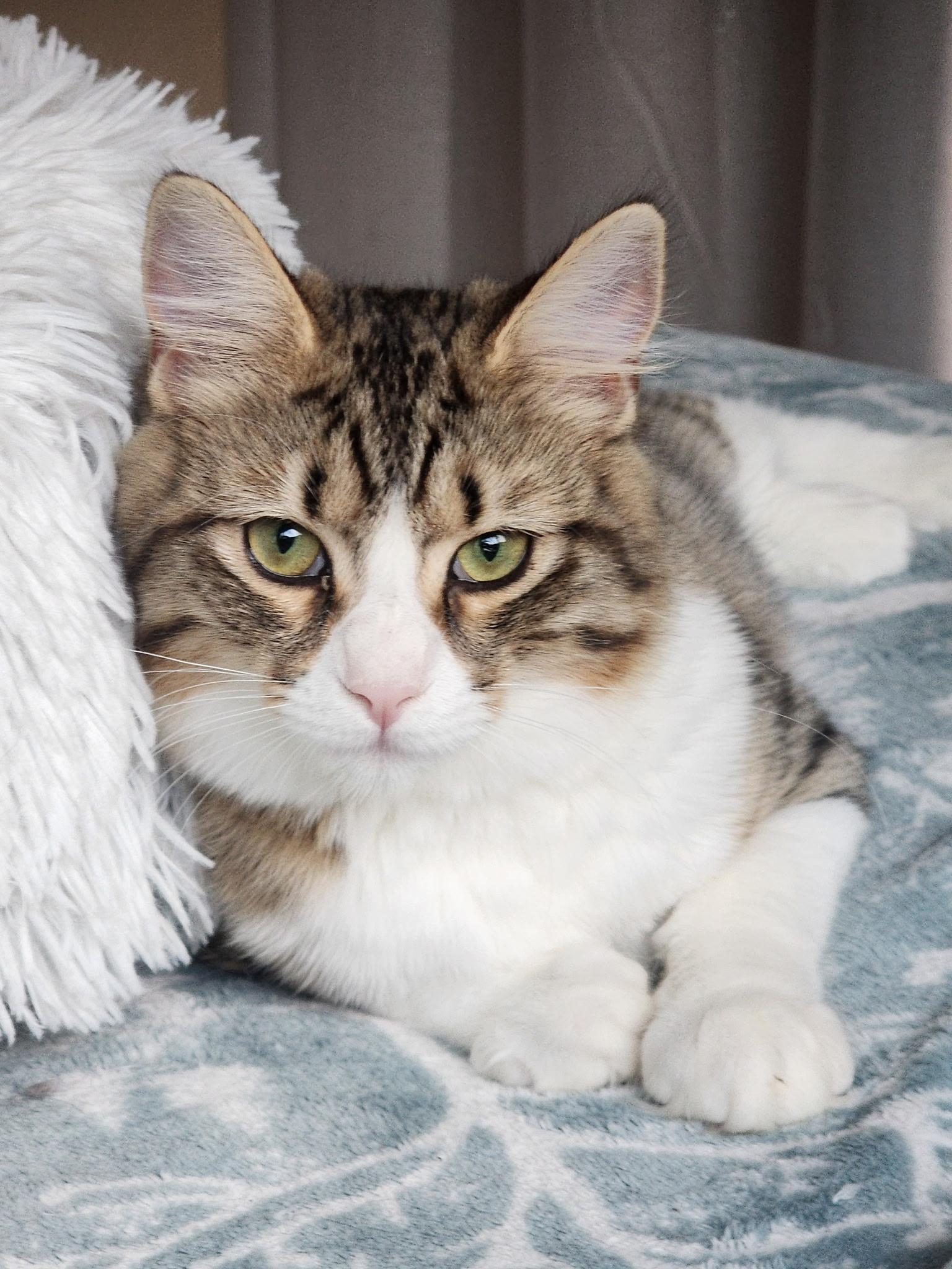 Moosh, Adoptable, Adult Female Domestic Medium Hair.