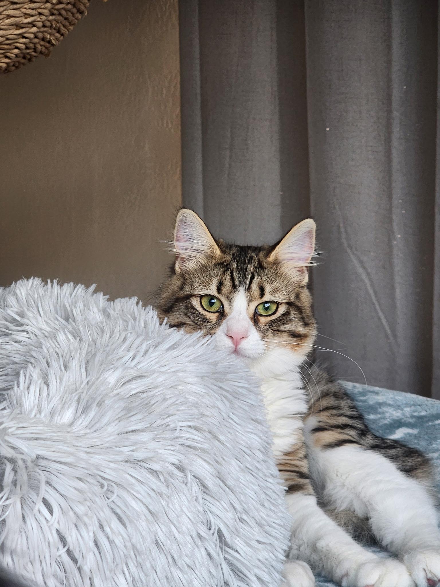 Moosh, Adoptable, Adult Female Domestic Medium Hair.