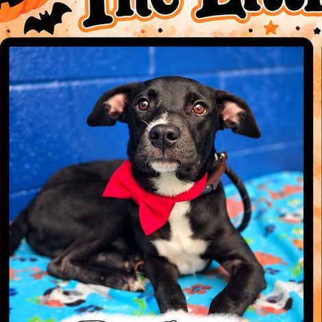 Enlarge Ruckus, a Adopted mixed breed in Copiague, NY image 2/2