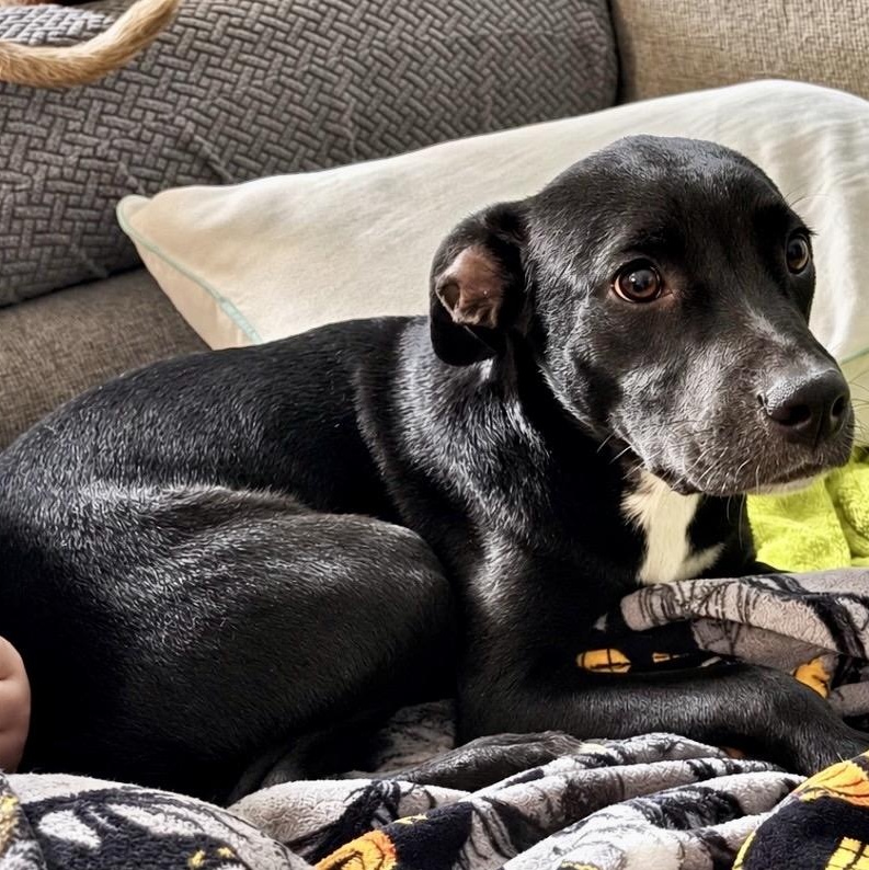 Ruckus, Adopted, Puppy Male Labrador Retriever & Border Collie.