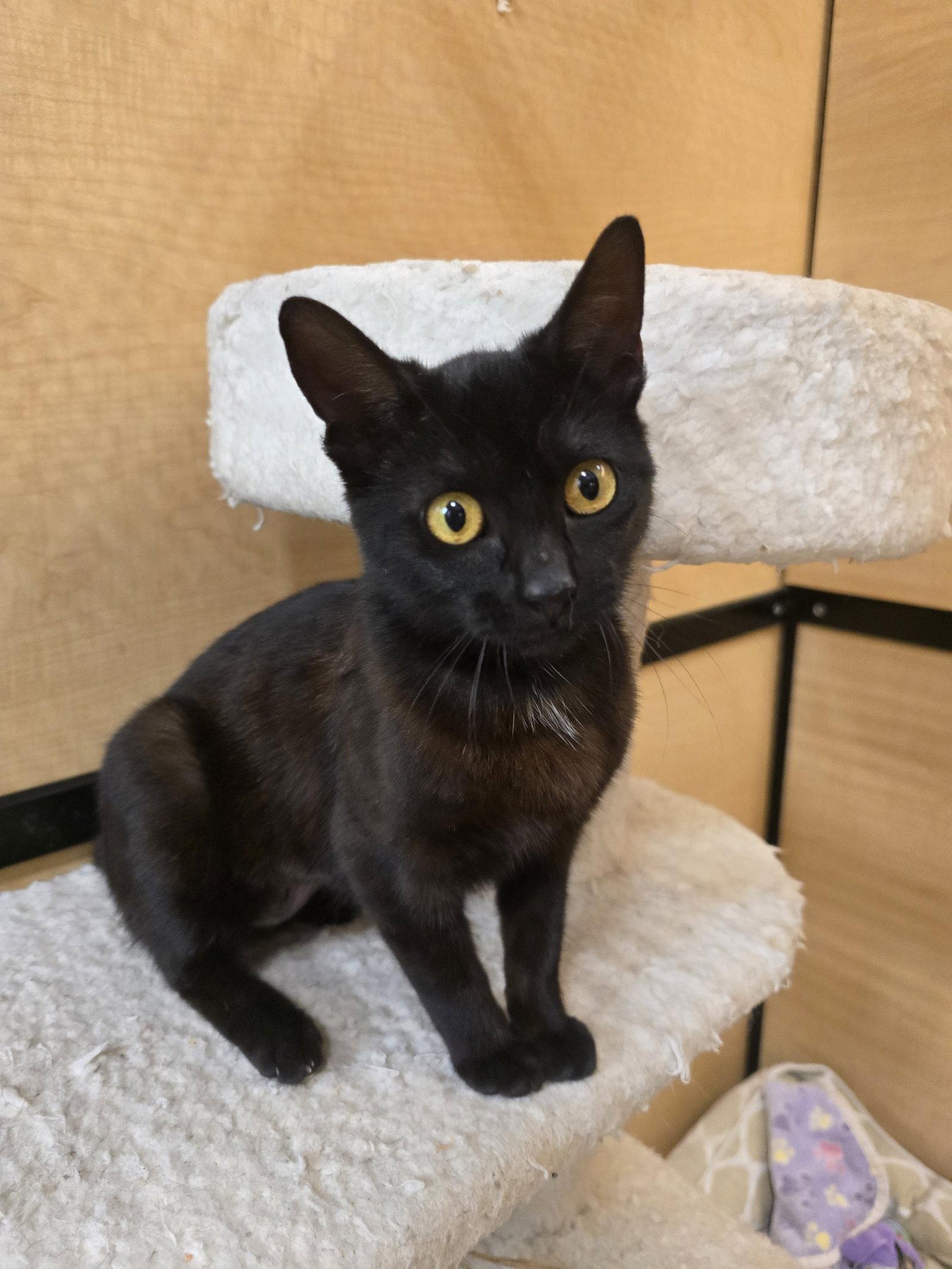 Enlarge Ruby, a Adopted Domestic Short Hair in Rowlett, TX image 1/3