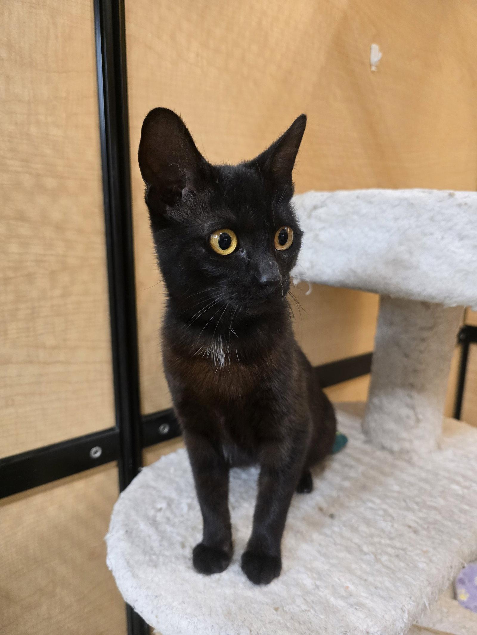 Enlarge Ruby, a Adopted Domestic Short Hair in Rowlett, TX image 2/3
