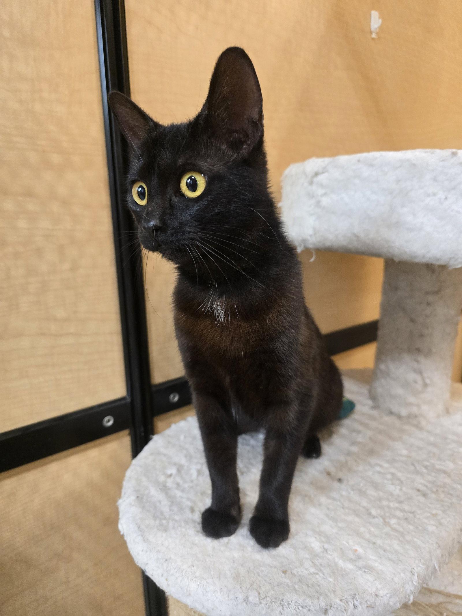 Enlarge Ruby, a Adopted Domestic Short Hair in Rowlett, TX image 3/3