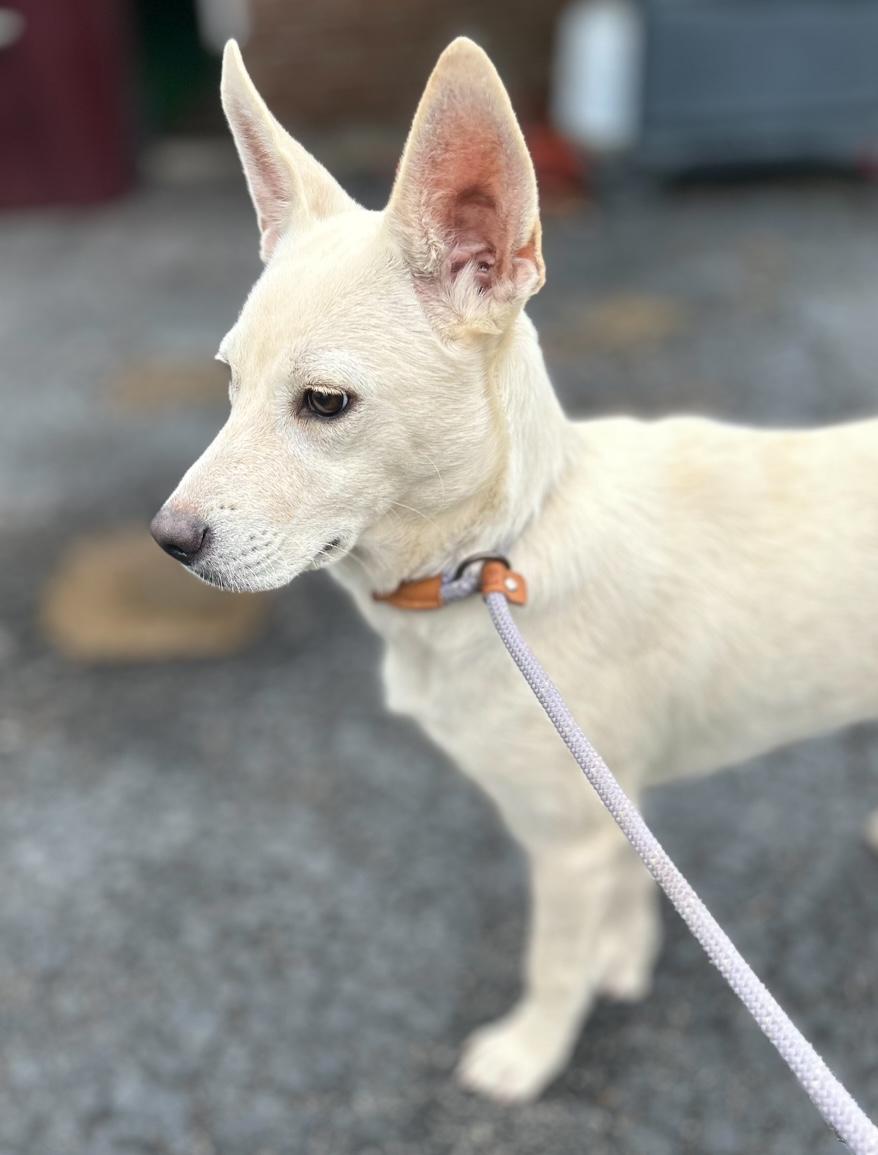 Kiwi, a Adoptable mixed breed in West Falls, NY image 1/2