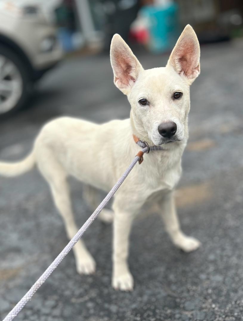Kiwi, Baby Male Australian Cattle Dog / Blue Heeler