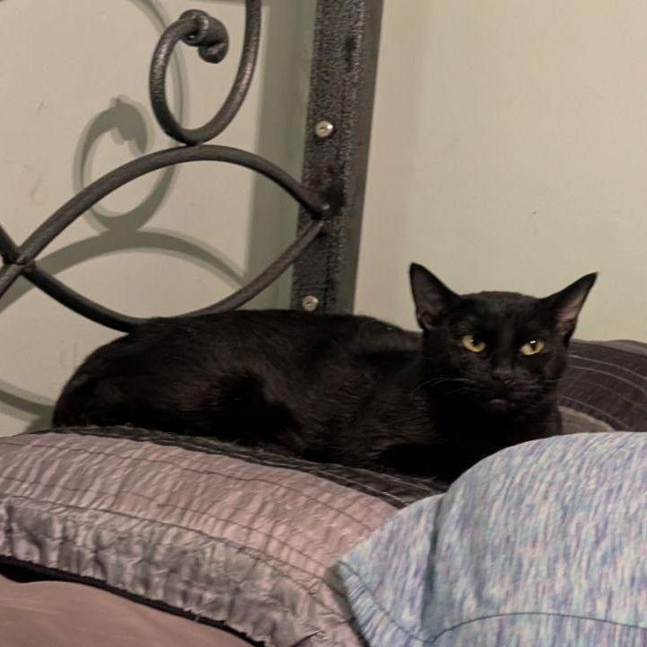 Enlarge Jasmine (Shy & Petite), a Adoptable American Shorthair in Pikesville, MD image 3/3