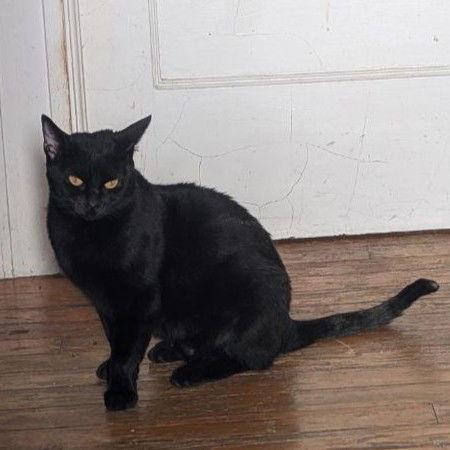 Enlarge Jasmine (Shy & Petite), a Adoptable American Shorthair in Pikesville, MD image 1/3