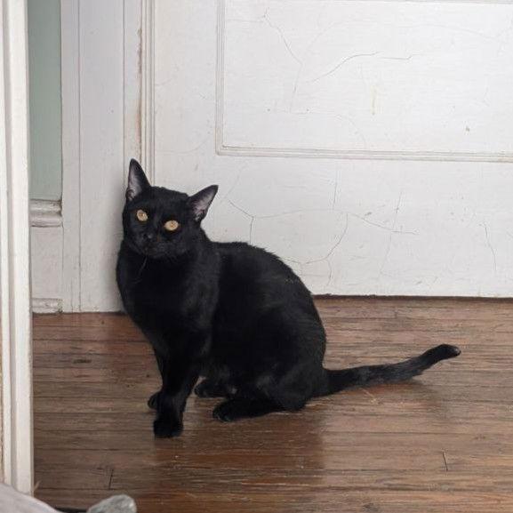 Enlarge Jasmine (Shy & Petite), a Adoptable American Shorthair in Pikesville, MD image 2/3