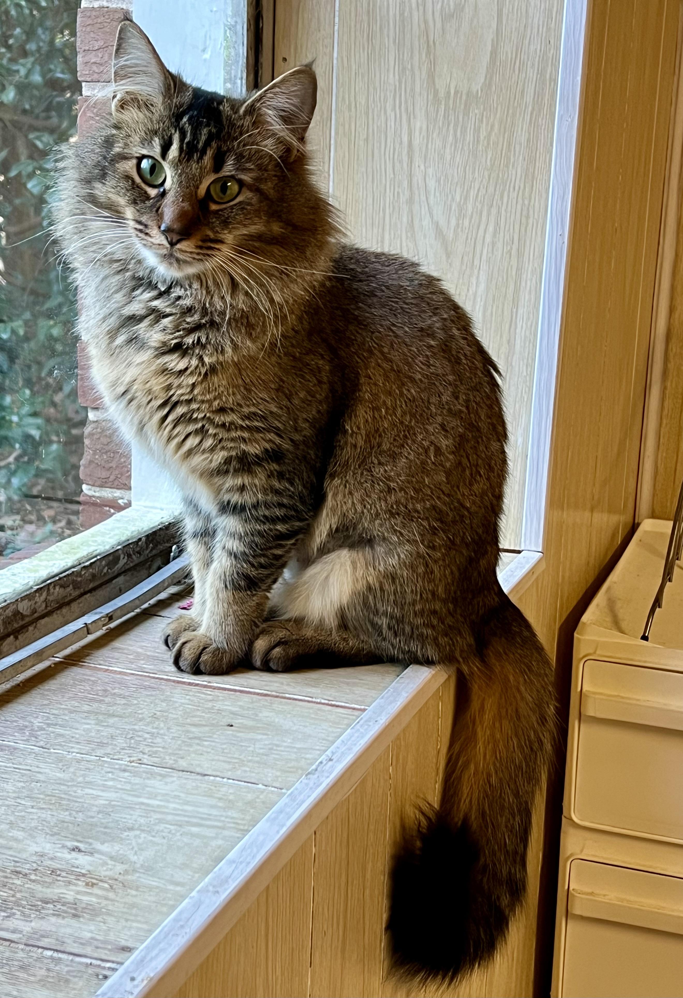 Enlarge Louisa, a Adoptable mixed breed in Atlanta, GA image 4/5