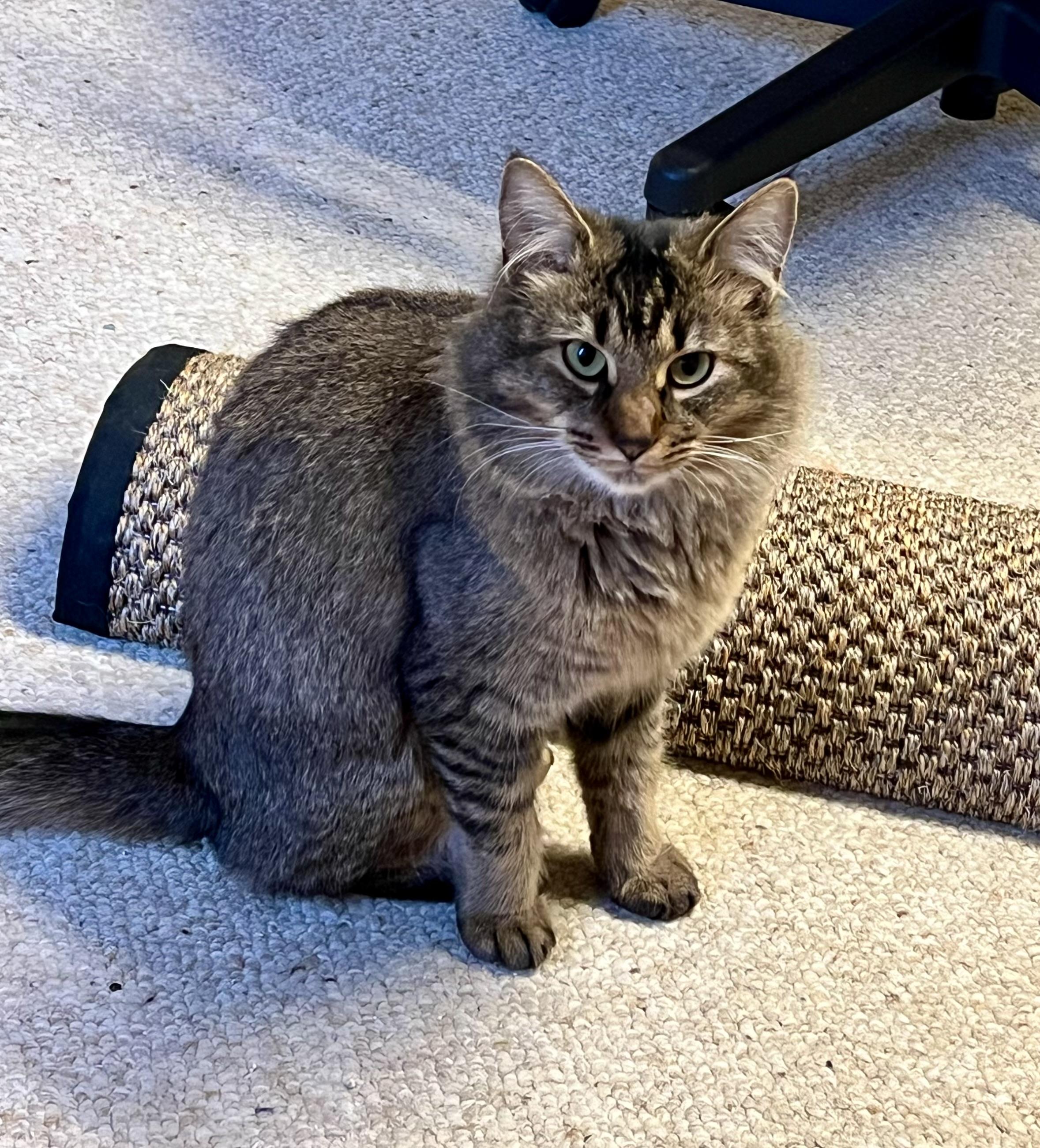 Enlarge Louisa, a Adoptable mixed breed in Atlanta, GA image 5/5