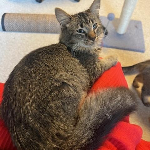 Louisa, Adoptable, Young Female Maine Coon & Domestic Medium Hair.