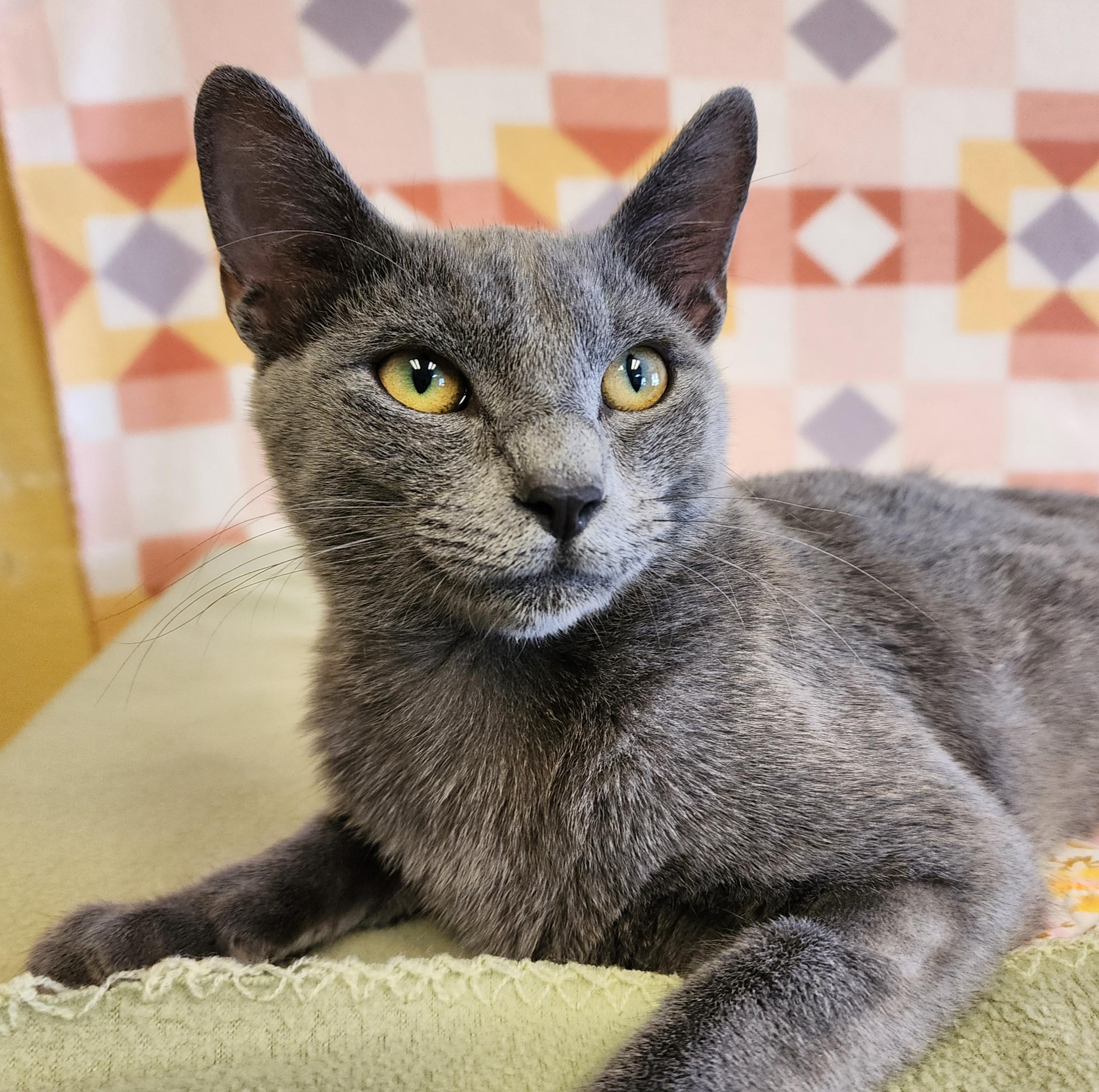Enlarge Butter Cup, a Adopted mixed breed in ALPINE, TX image 2/6