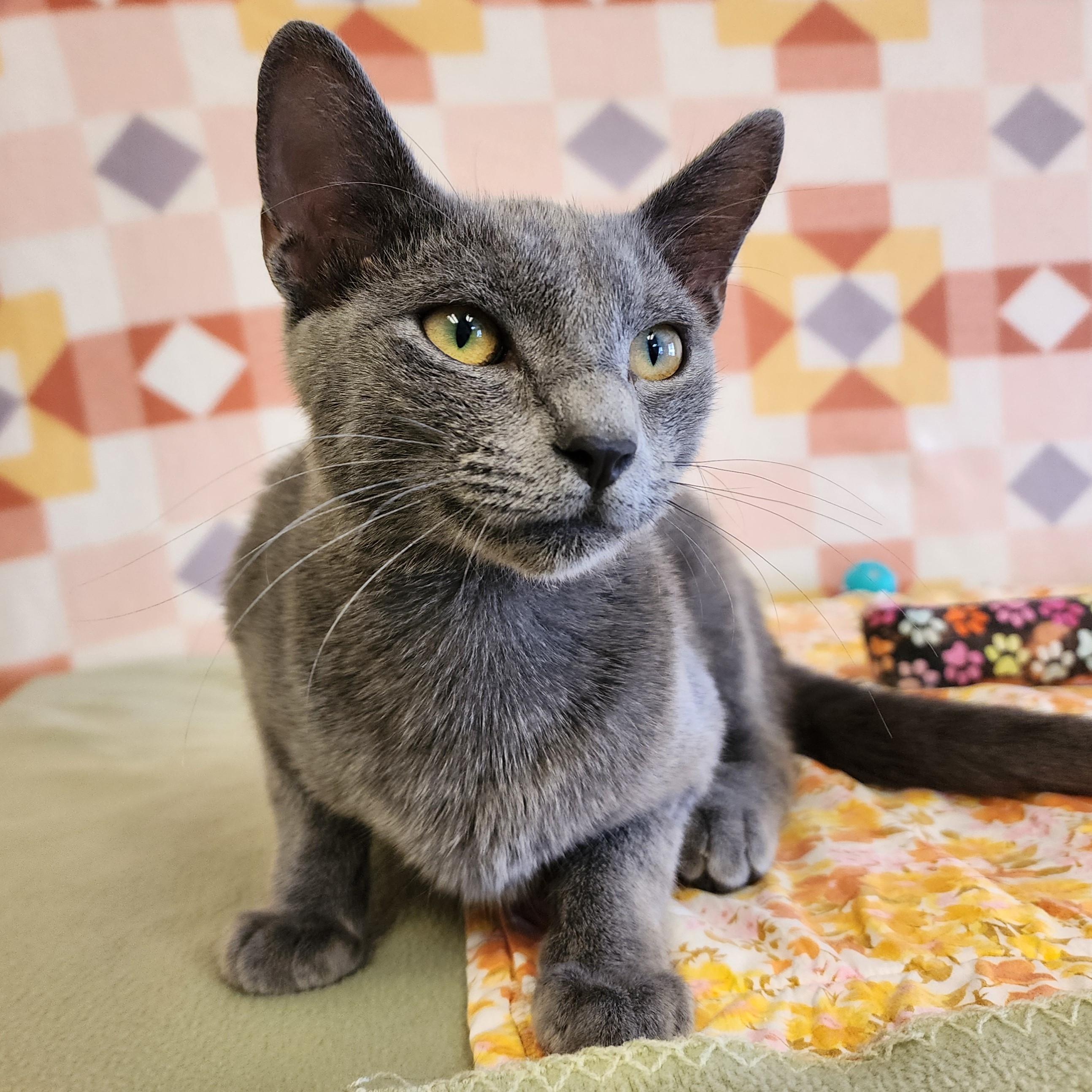 Enlarge Butter Cup, a Adopted mixed breed in ALPINE, TX image 3/6