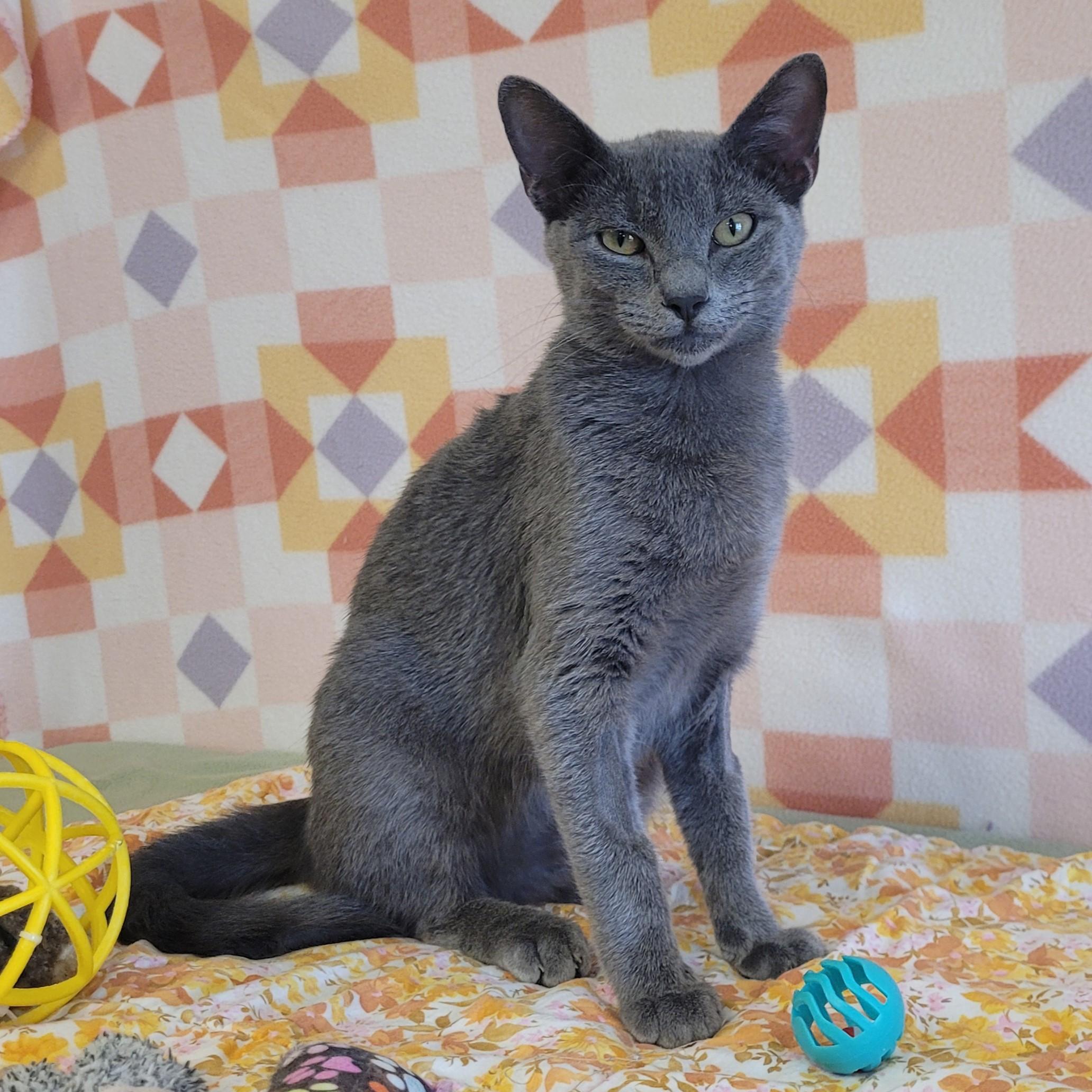 Enlarge Butter Cup, a Adopted mixed breed in ALPINE, TX image 5/6