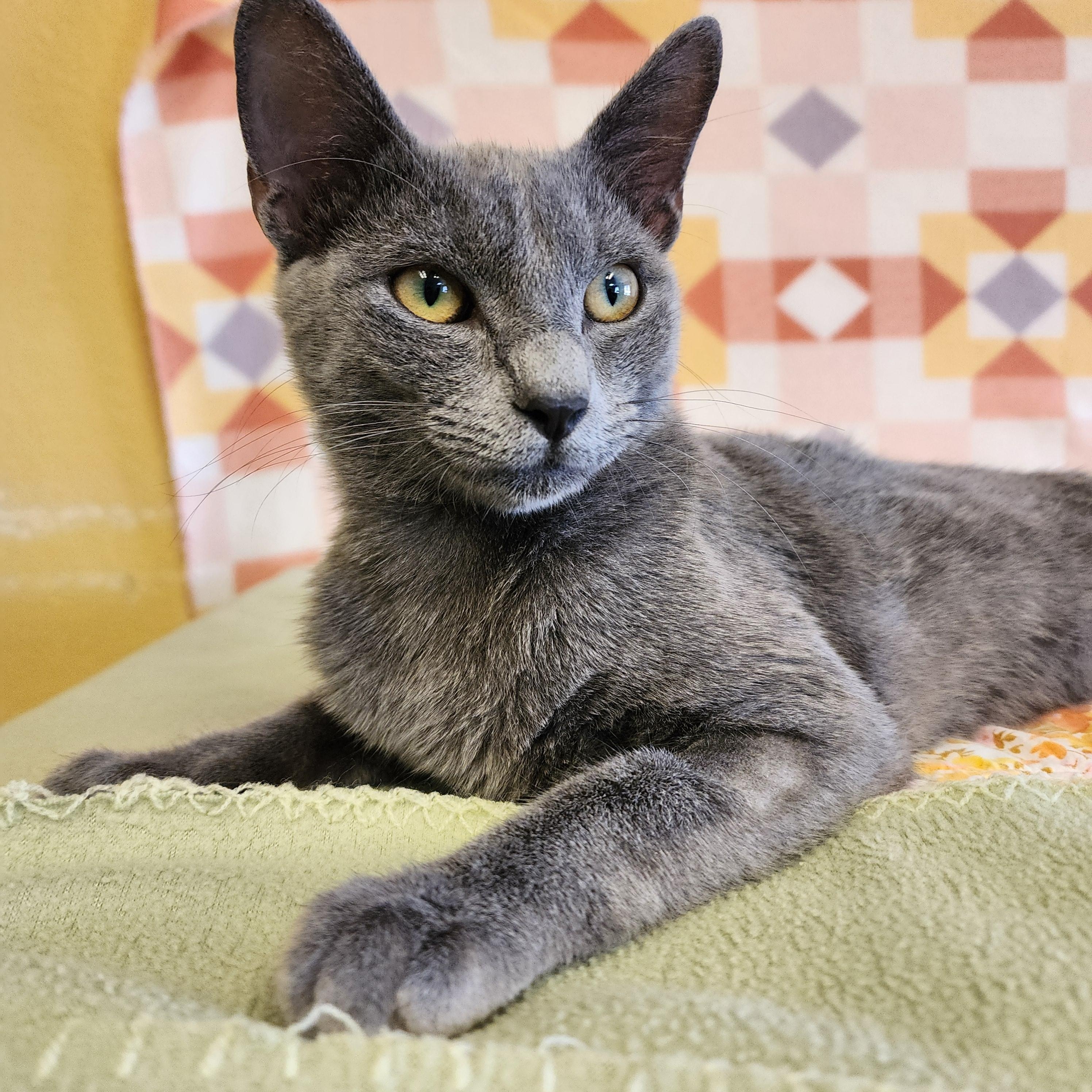 Enlarge Butter Cup, a Adopted mixed breed in ALPINE, TX image 6/6
