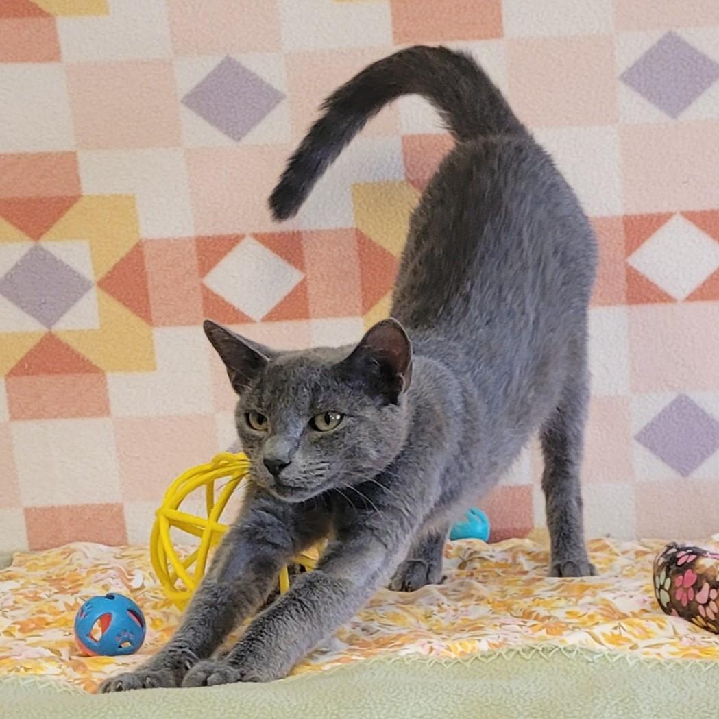 Enlarge Butter Cup, a Adopted mixed breed in ALPINE, TX image 4/6