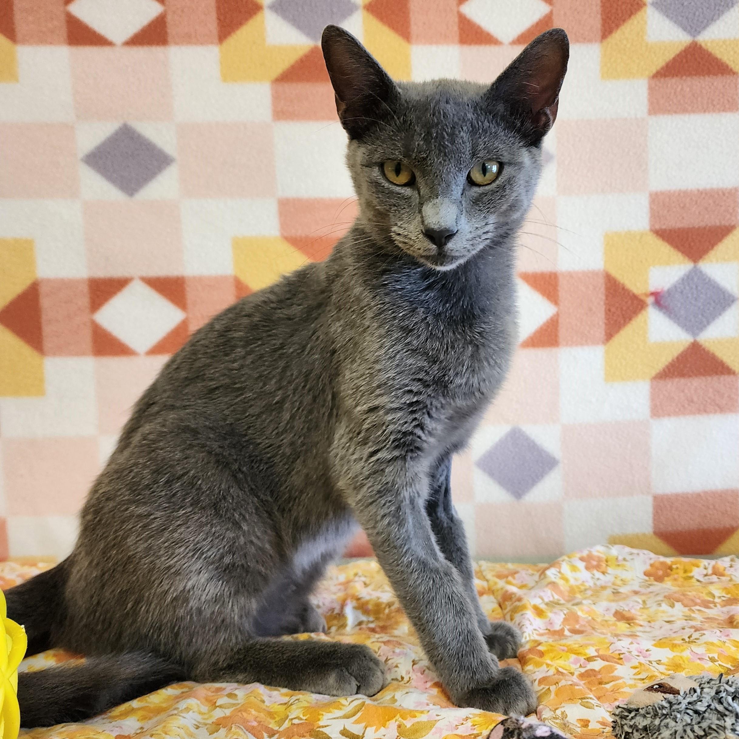 Enlarge Butter Cup, a Adopted mixed breed in ALPINE, TX image 1/6