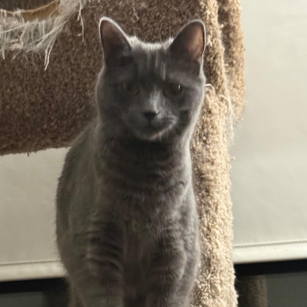 Judy Blue, Adoptable, Young Female Domestic Short Hair.