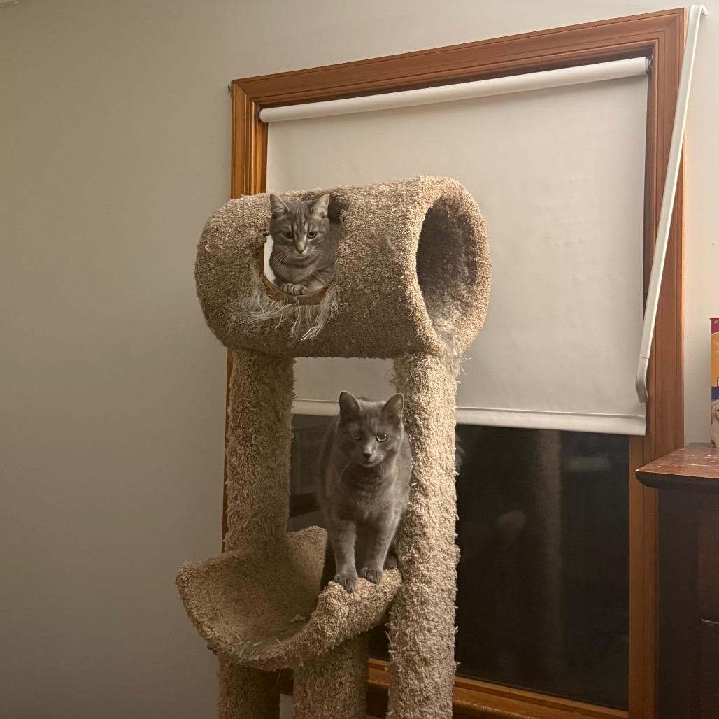 Judy Blue, Adoptable, Young Female Domestic Short Hair.