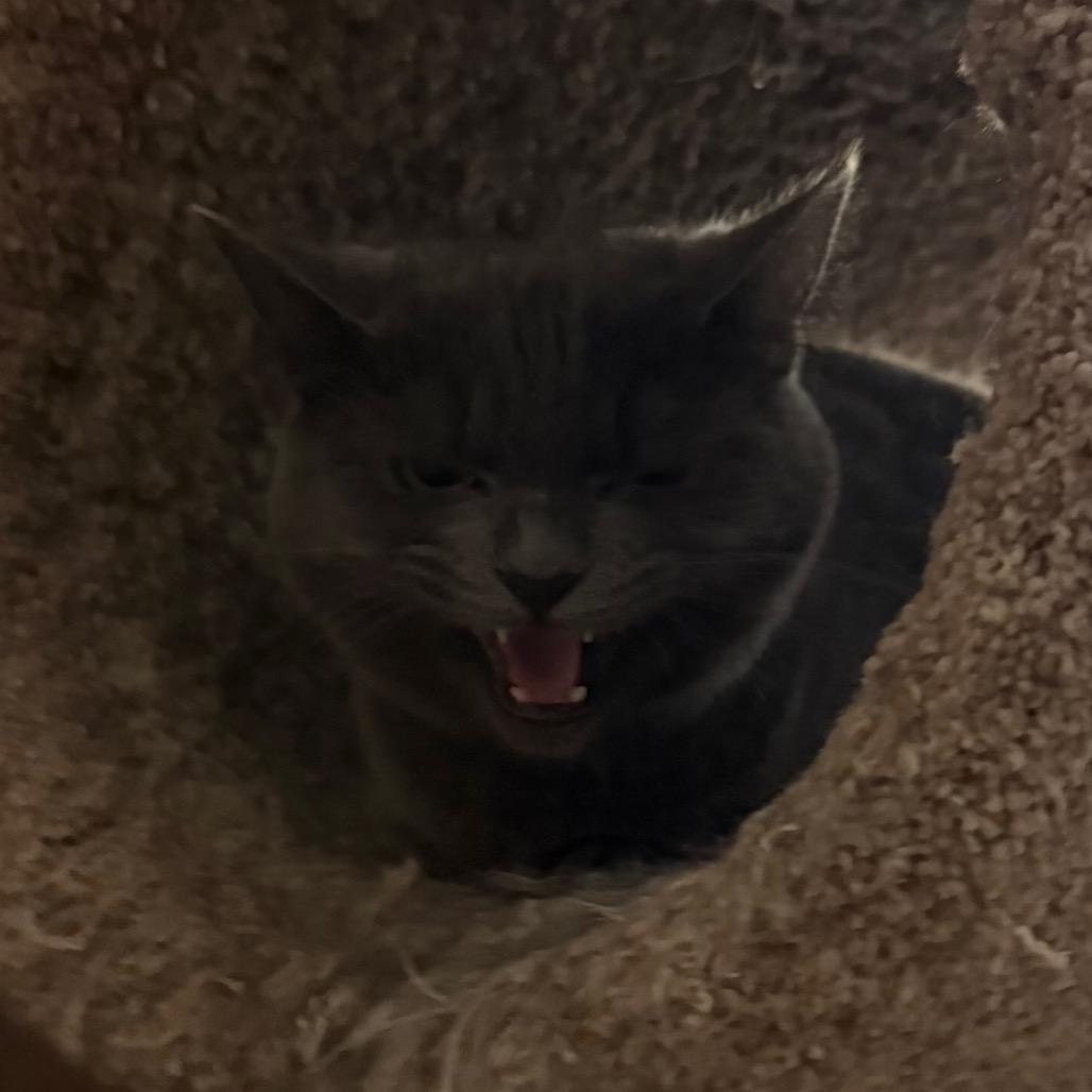 Enlarge Judy Blue, a Adoptable Domestic Short Hair in Harrisonburg, VA image 1/4