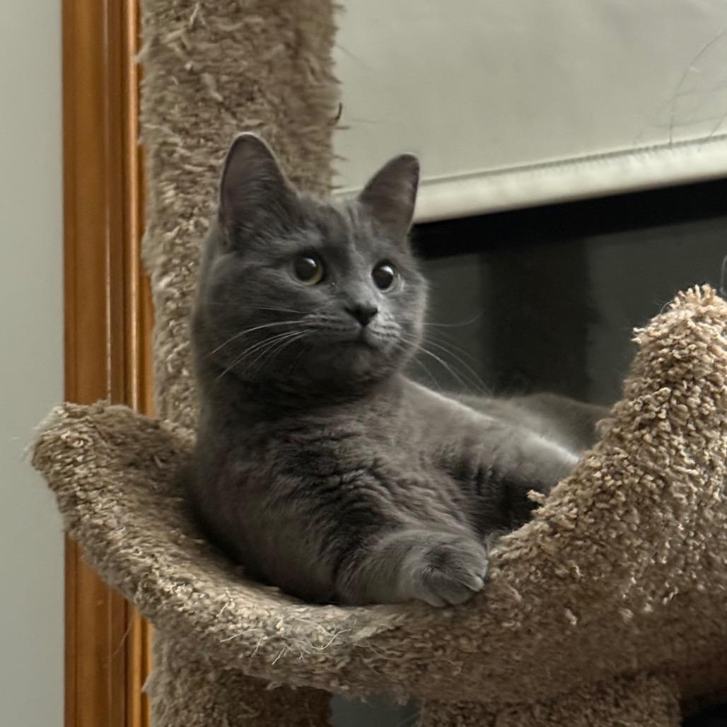 Judy Blue, a Adoptable Domestic Short Hair in Harrisonburg, VA image 3/6
