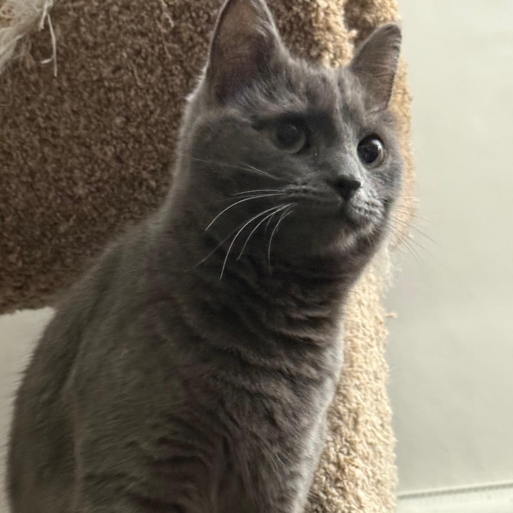 Enlarge Judy Blue, a Adoptable Domestic Short Hair in Harrisonburg, VA image 3/6