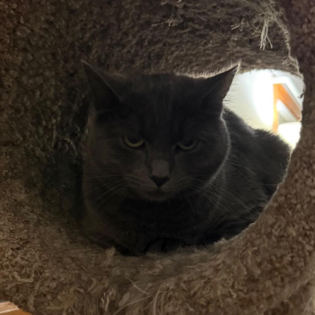 Enlarge Judy Blue, a Adoptable Domestic Short Hair in Harrisonburg, VA image 2/4