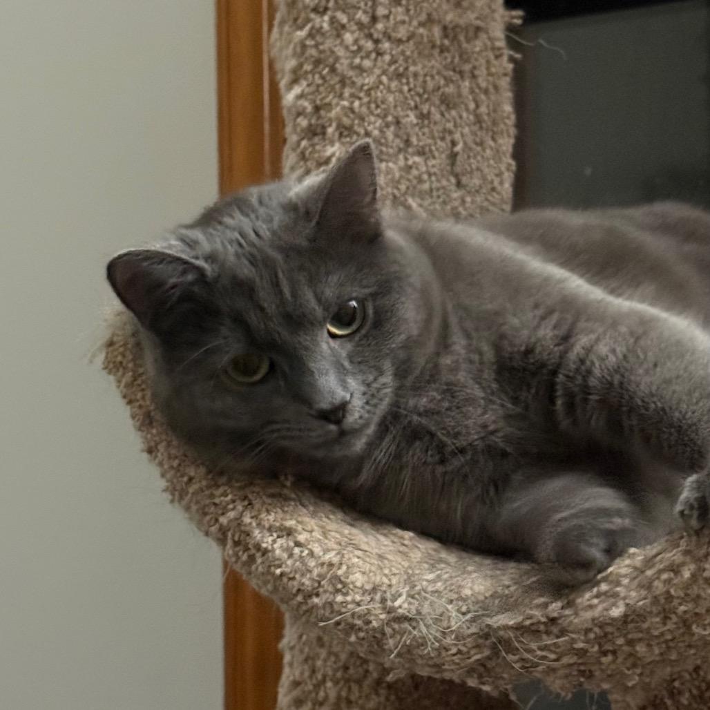 Judy Blue, a Adoptable Domestic Short Hair in Harrisonburg, VA image 5/6