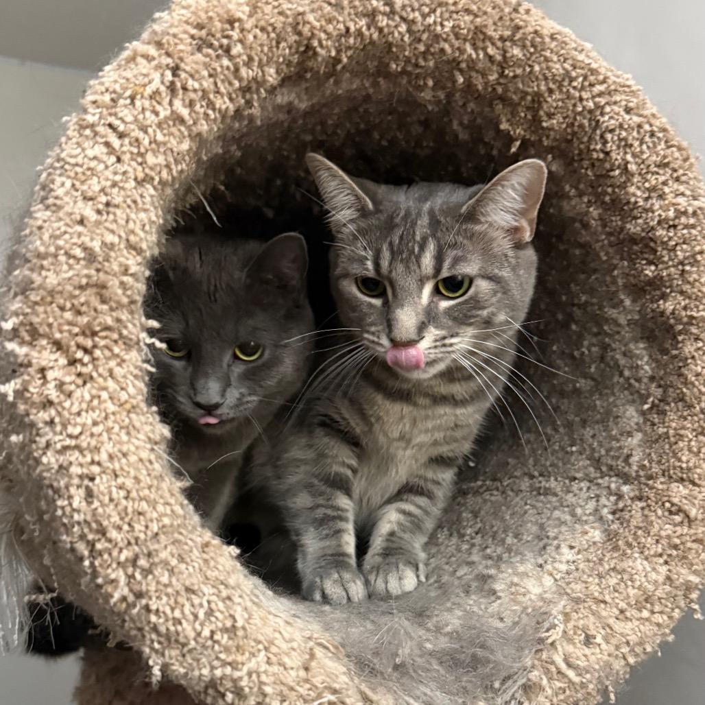 Enlarge Judy Blue, a Adoptable Domestic Short Hair in Harrisonburg, VA image 5/6