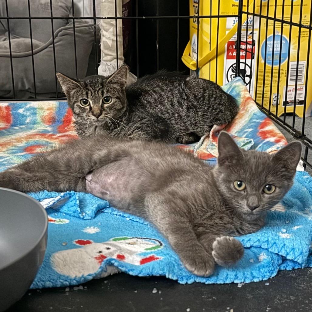 Judy Blue, Adoptable, Young Female Domestic Short Hair.