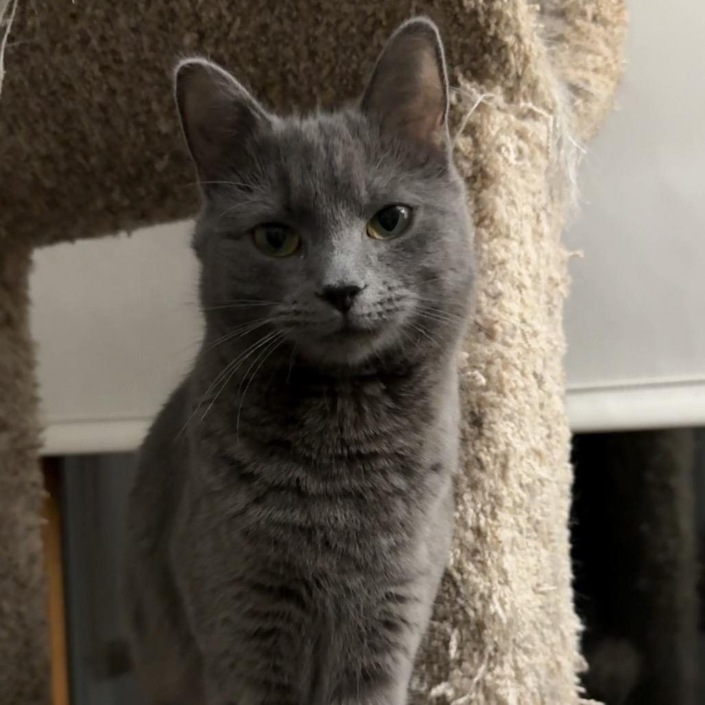 Judy Blue, a Adoptable Domestic Short Hair in Harrisonburg, VA image 6/6