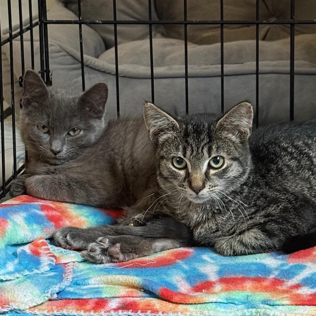 Enlarge Judy Blue, a Adoptable Domestic Short Hair in Harrisonburg, VA image 2/2
