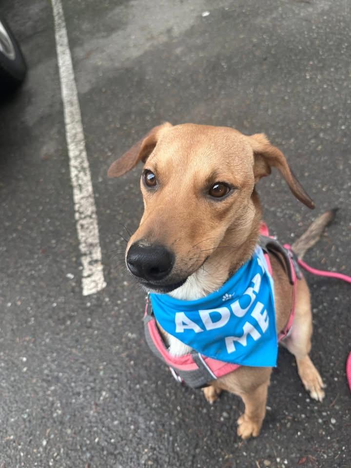 Goat, ADOPTABLE, Young Male Whippet & Labrador Retriever.