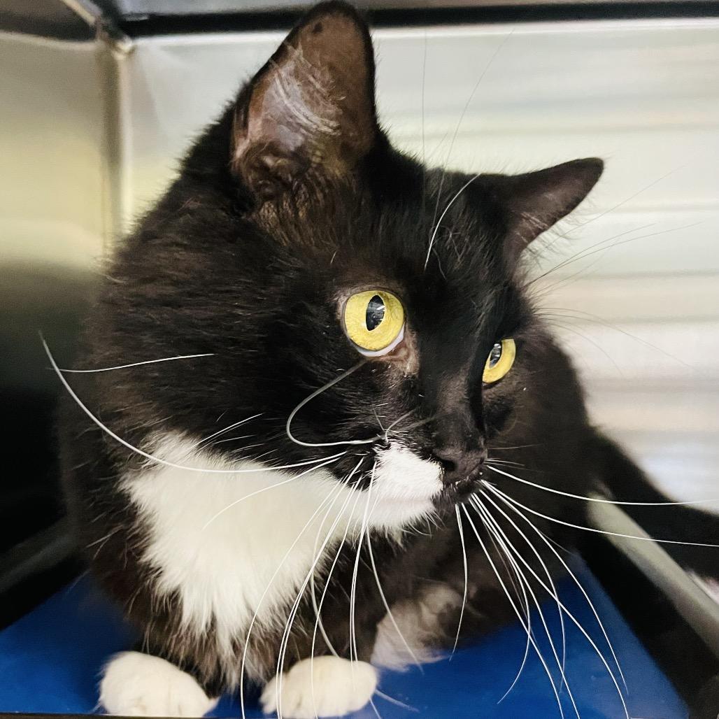 Nipsy, a Adoptable Domestic Medium Hair in Columbia Station, OH image 1/6