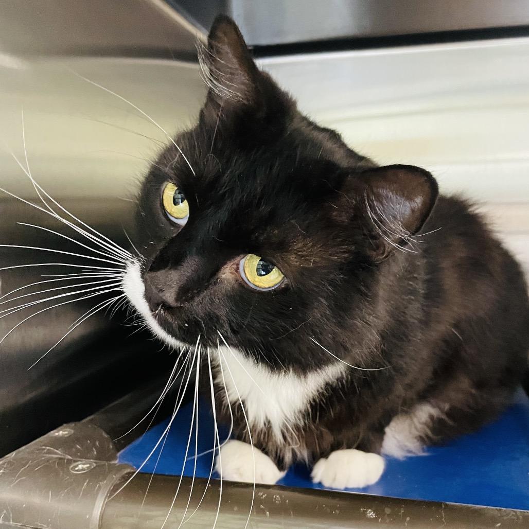 Nipsy, a Adoptable Domestic Medium Hair in Columbia Station, OH image 2/6