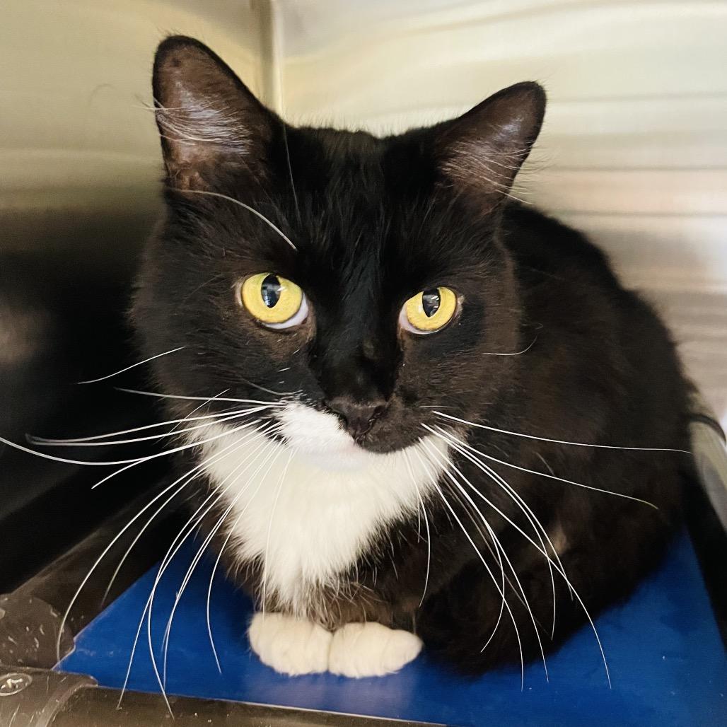 Nipsy, a Adoptable Domestic Medium Hair in Columbia Station, OH image 3/6