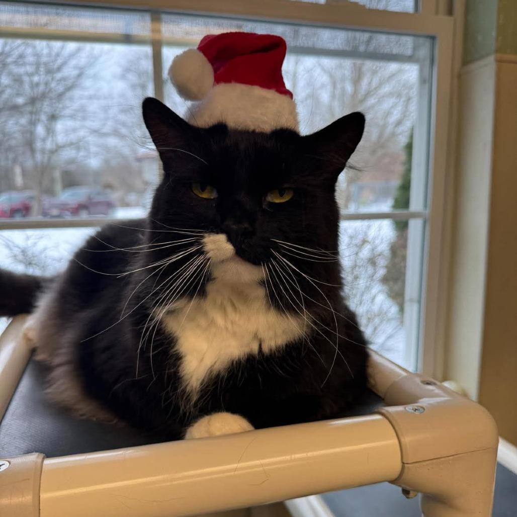 Nipsy, a Adoptable Domestic Medium Hair in Columbia Station, OH image 4/6