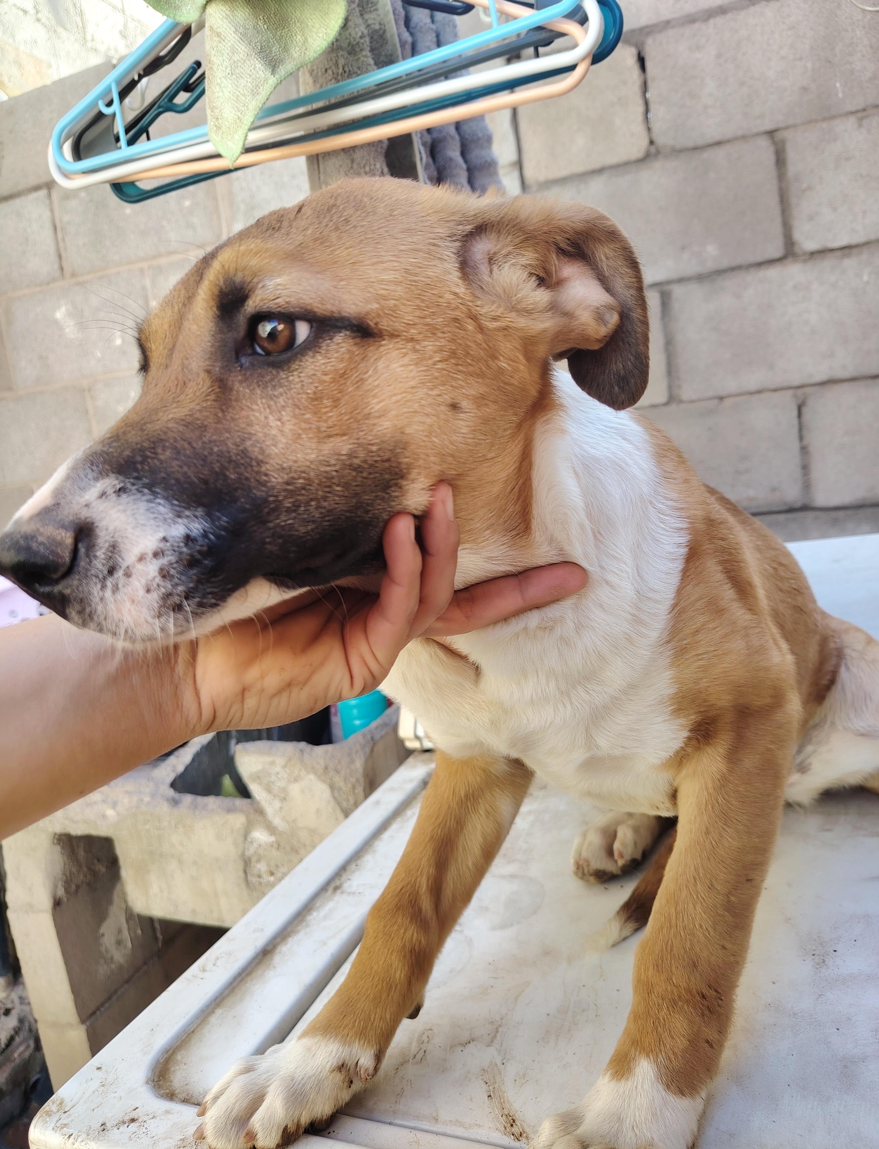 Sofia (2) — thumbnail 2