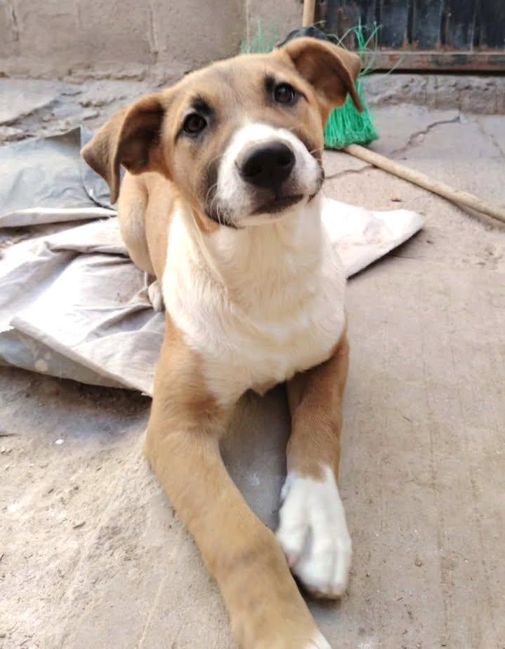 Sofia (2) — thumbnail 4