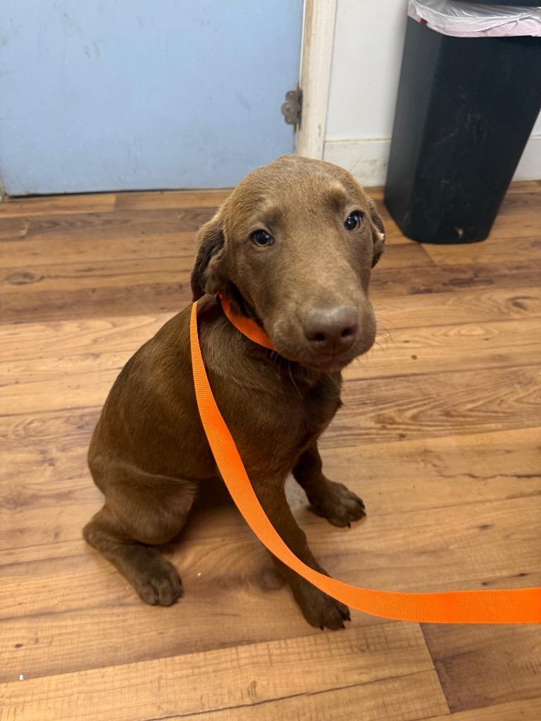 Jade, Adoptable, Puppy Female Labrador Retriever & Mixed Breed.