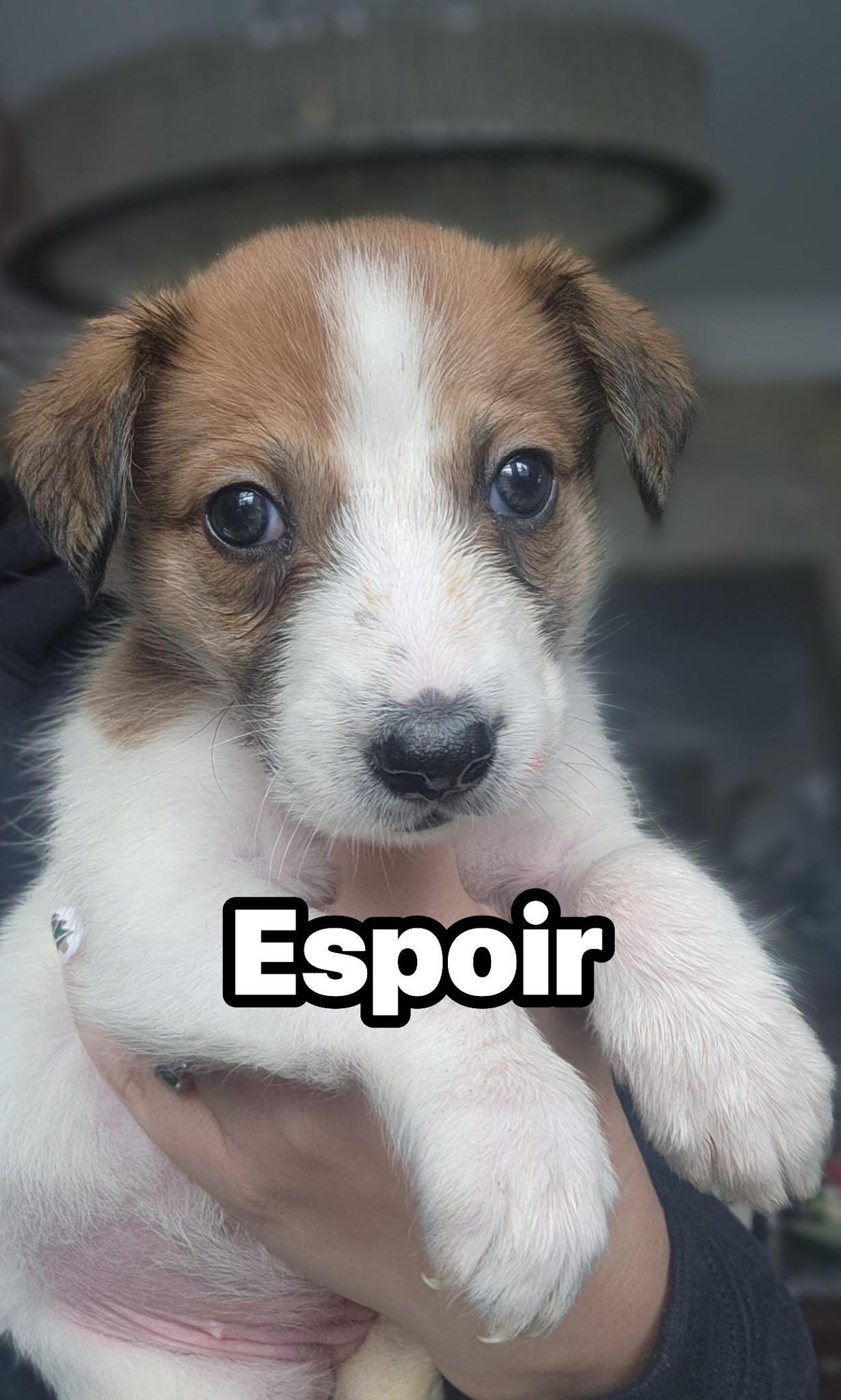 Enlarge Espoir, a ADOPTABLE mixed breed in Macomb, MI image 1/1