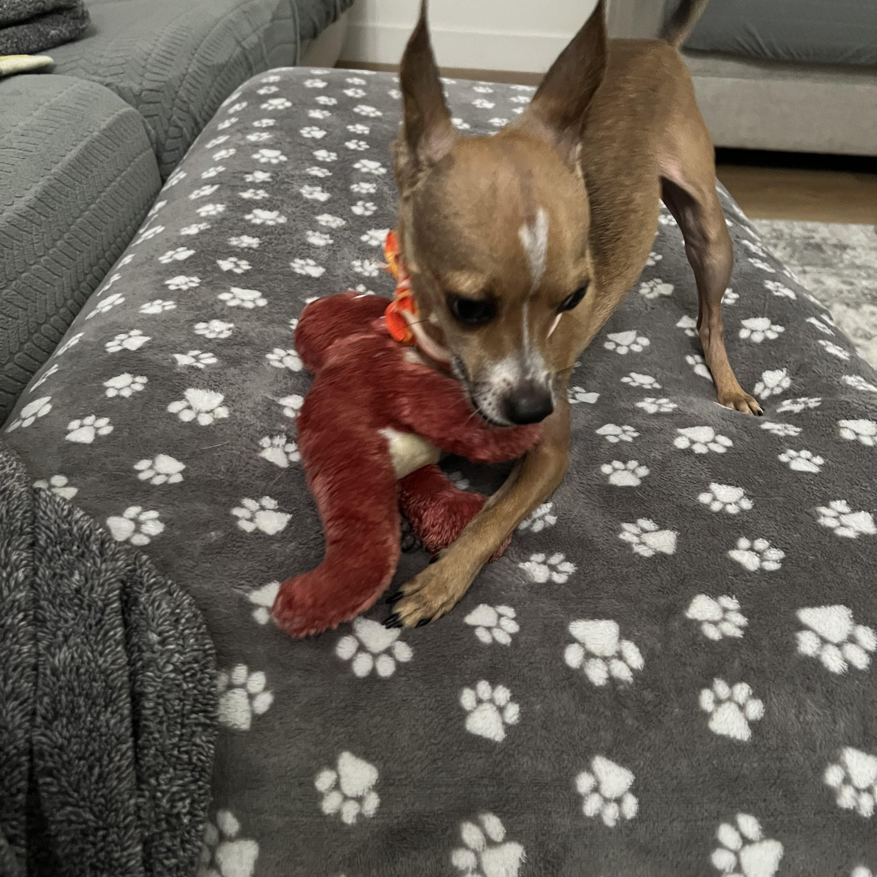 Enlarge Finn, a Adoptable Chihuahua in Phoenix, AZ image 1/5