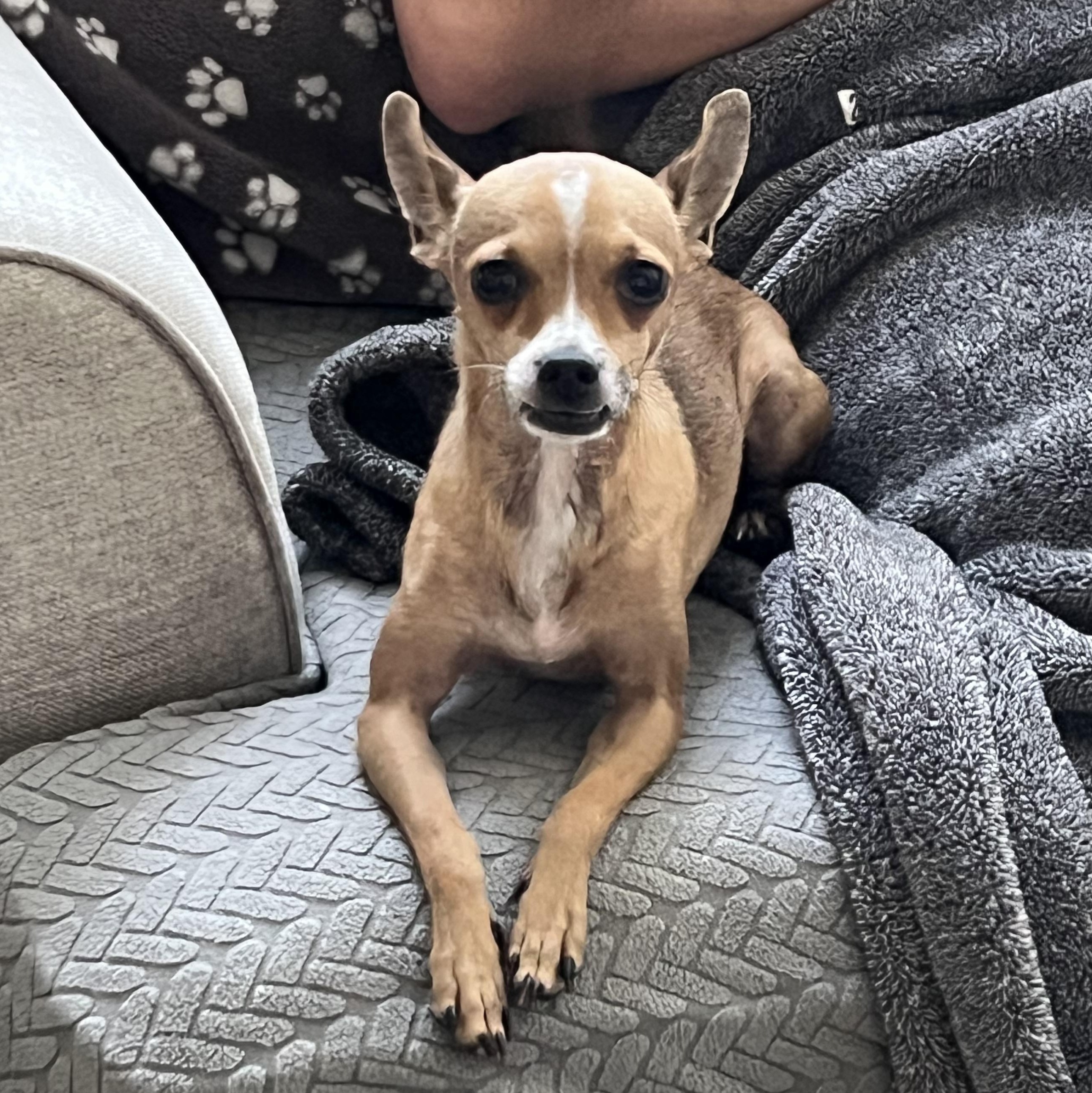 Enlarge Finn, a Adoptable Chihuahua in Phoenix, AZ image 2/4