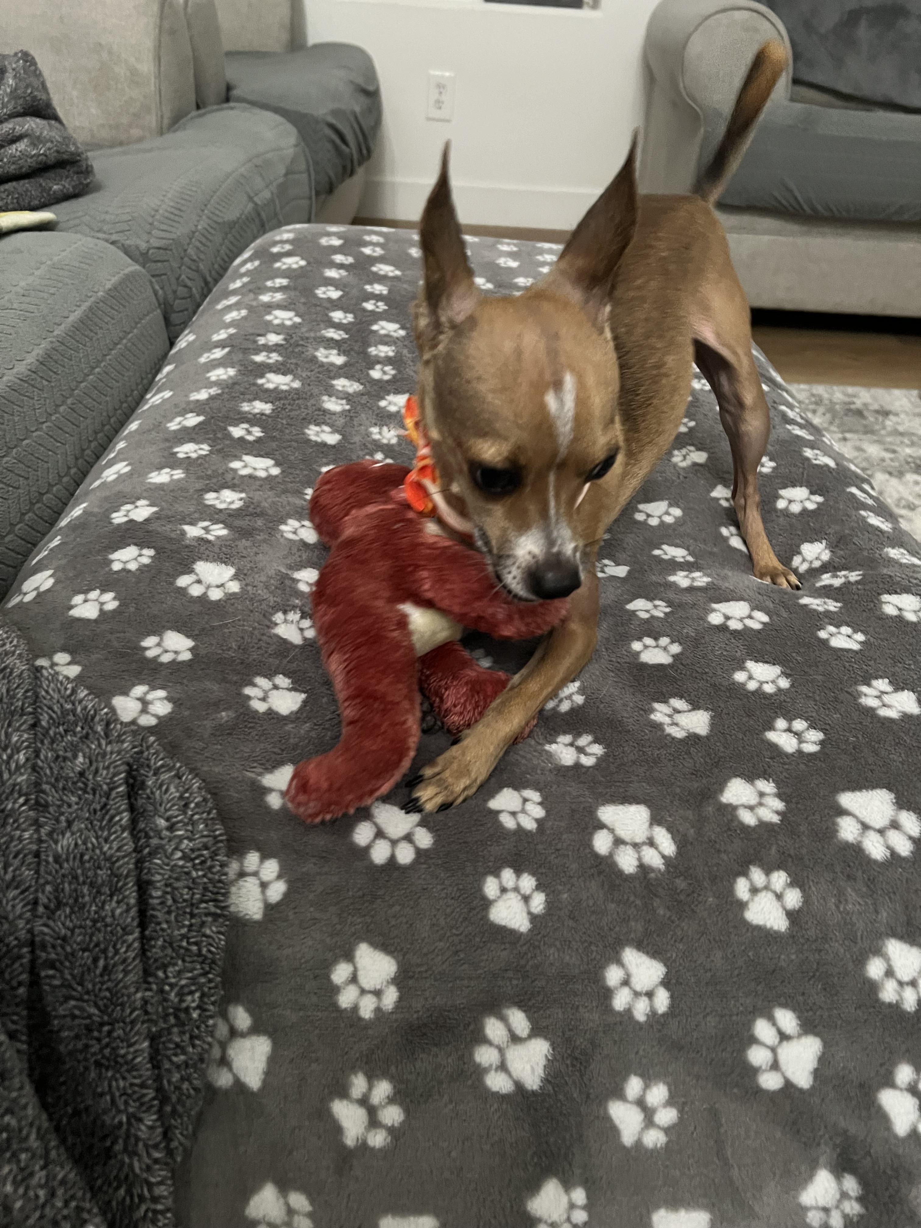 Enlarge Finn, a Adoptable Chihuahua in Phoenix, AZ image 2/5