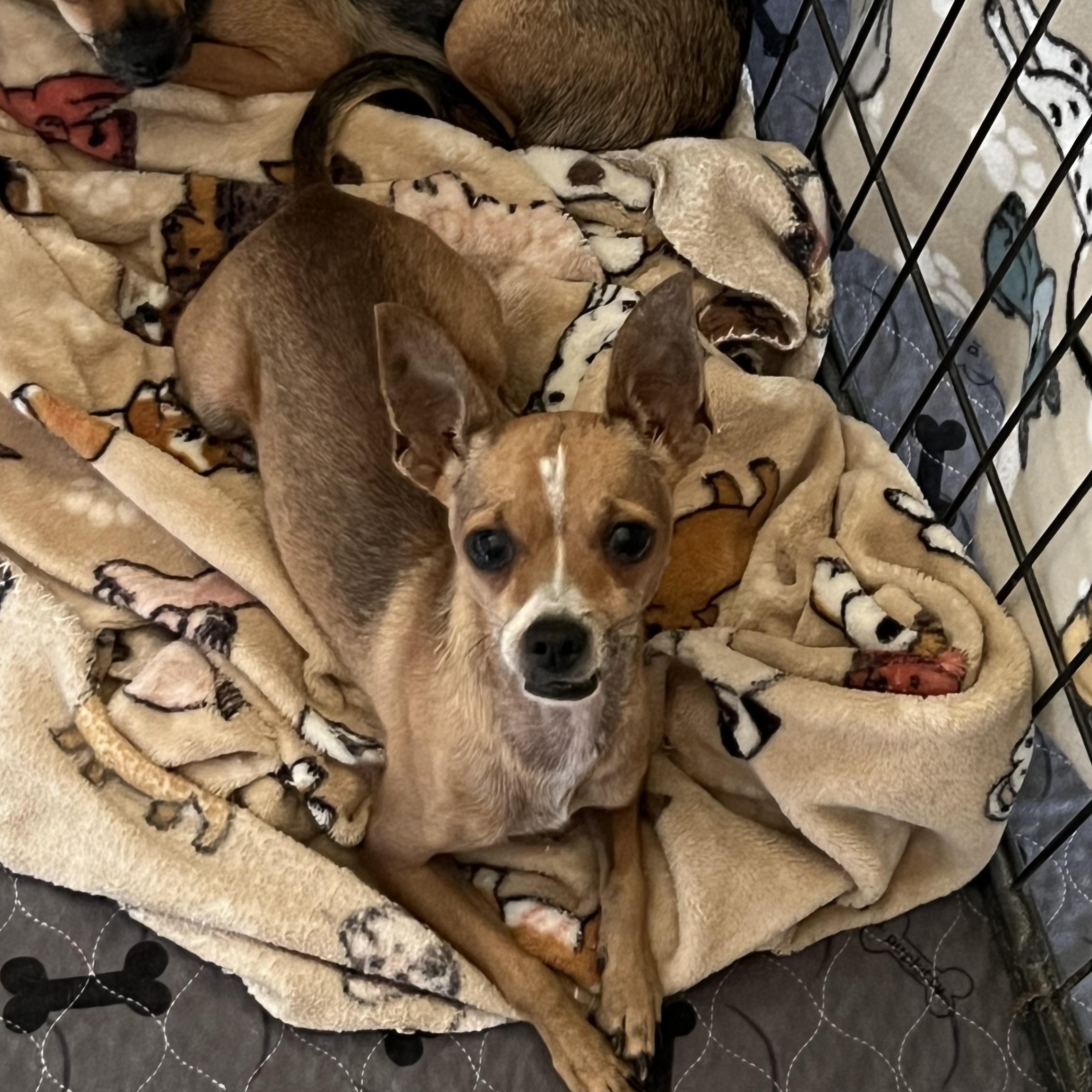 Enlarge Finn, a Adoptable Chihuahua in Phoenix, AZ image 4/4